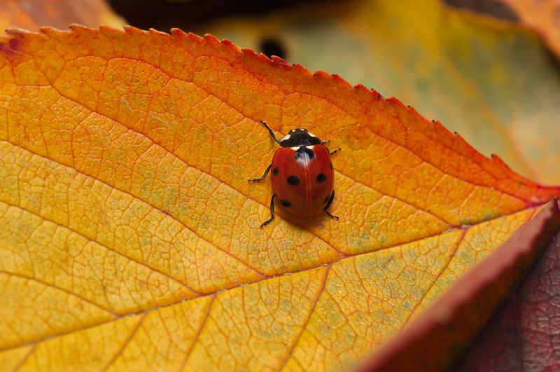 макро, природа, насекомые, божья коровка, боке, осень, листья, macro, nature, insects, ladybug, bokeh, autumn, leaves, Осенний променадphoto preview