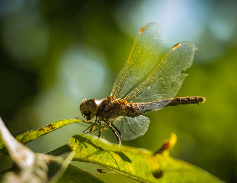 стрекоза photo preview