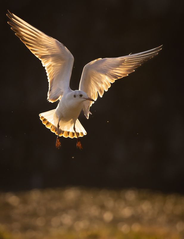 Gull фото превью