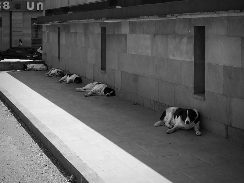 Жараphoto preview