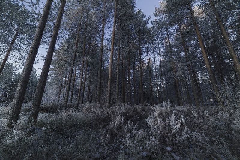 Первые заморозкиphoto preview