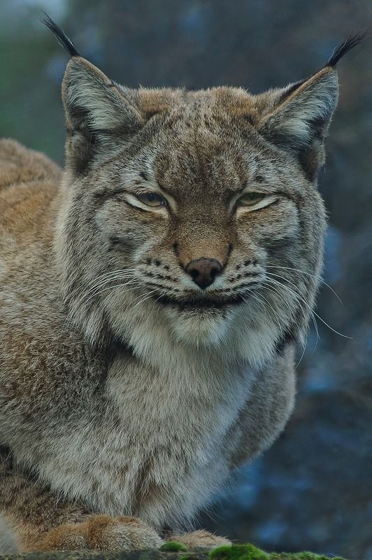 Bobcat.photo preview