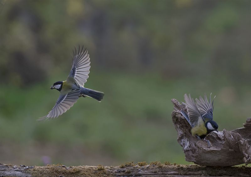 Большойphoto preview