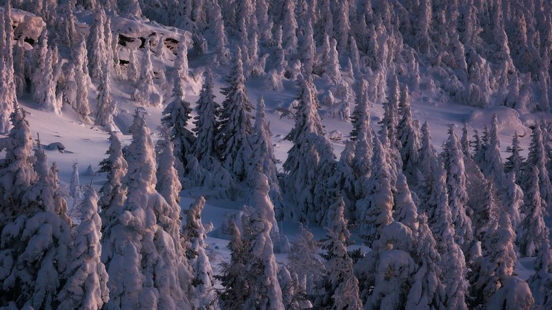 Сказки зимнего лесаphoto preview