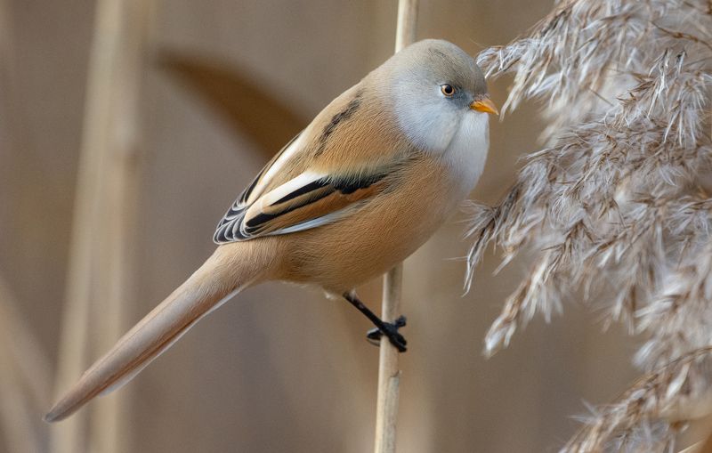 Усатая синица,Panurus biarmicus Усатая синица (Panurus biarmicus), самка.photo preview