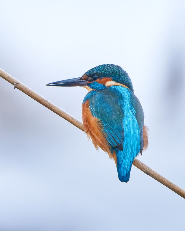 Обыкновенный зимородокphoto preview