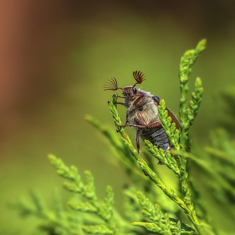 Очаровательные усикиphoto preview