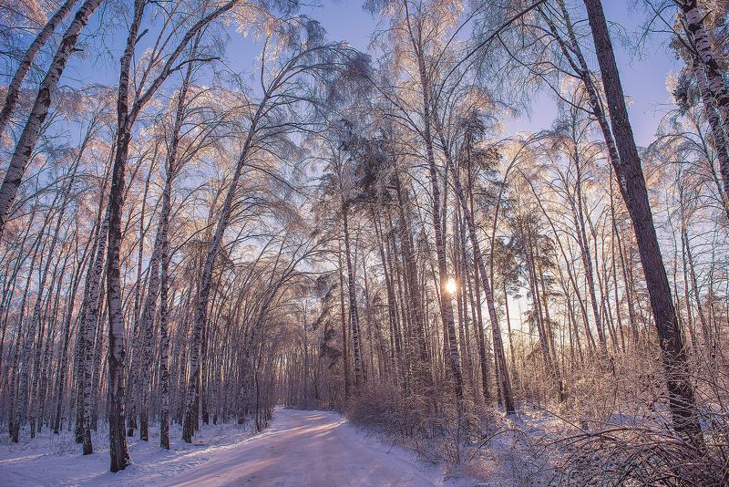 зима, лес, солнце, снег, лёд Зимний лес в хрустальных нарядахphoto preview