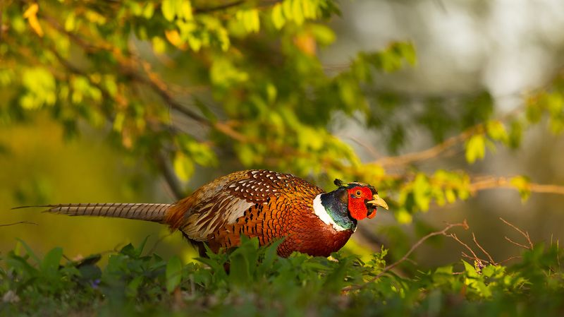 Pheasantphoto preview