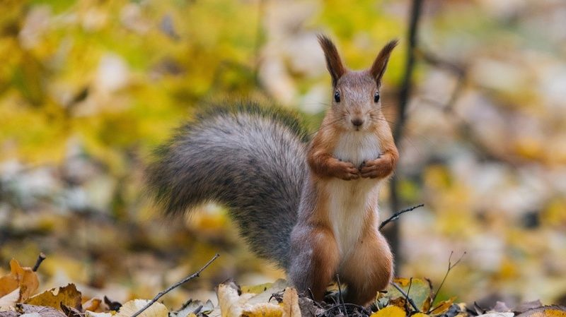 белки, животные Попрошайка орешковphoto preview