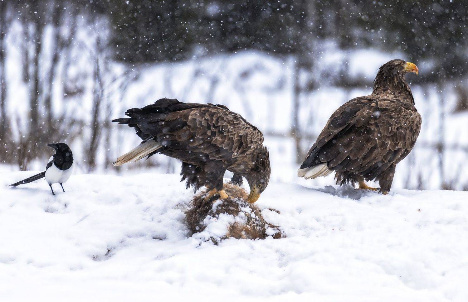 Поел, дай и мне подкрепиться... Автор: Анатолий Салтыков орланы-белохвосты,заповедник,зима, Анатолий Салтыков