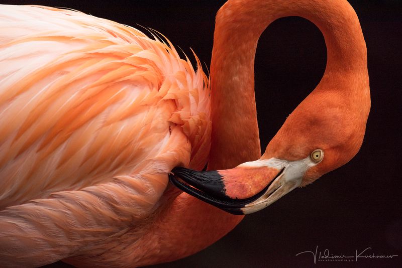 Birds of South Africaphoto preview