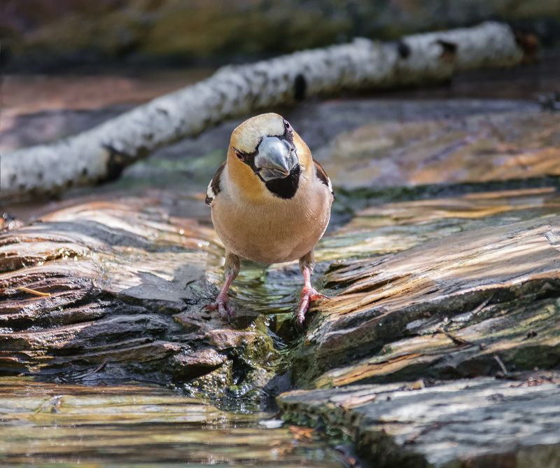 птица, дубонос, водопой, ручей, суровый дубонос на водопое..photo preview