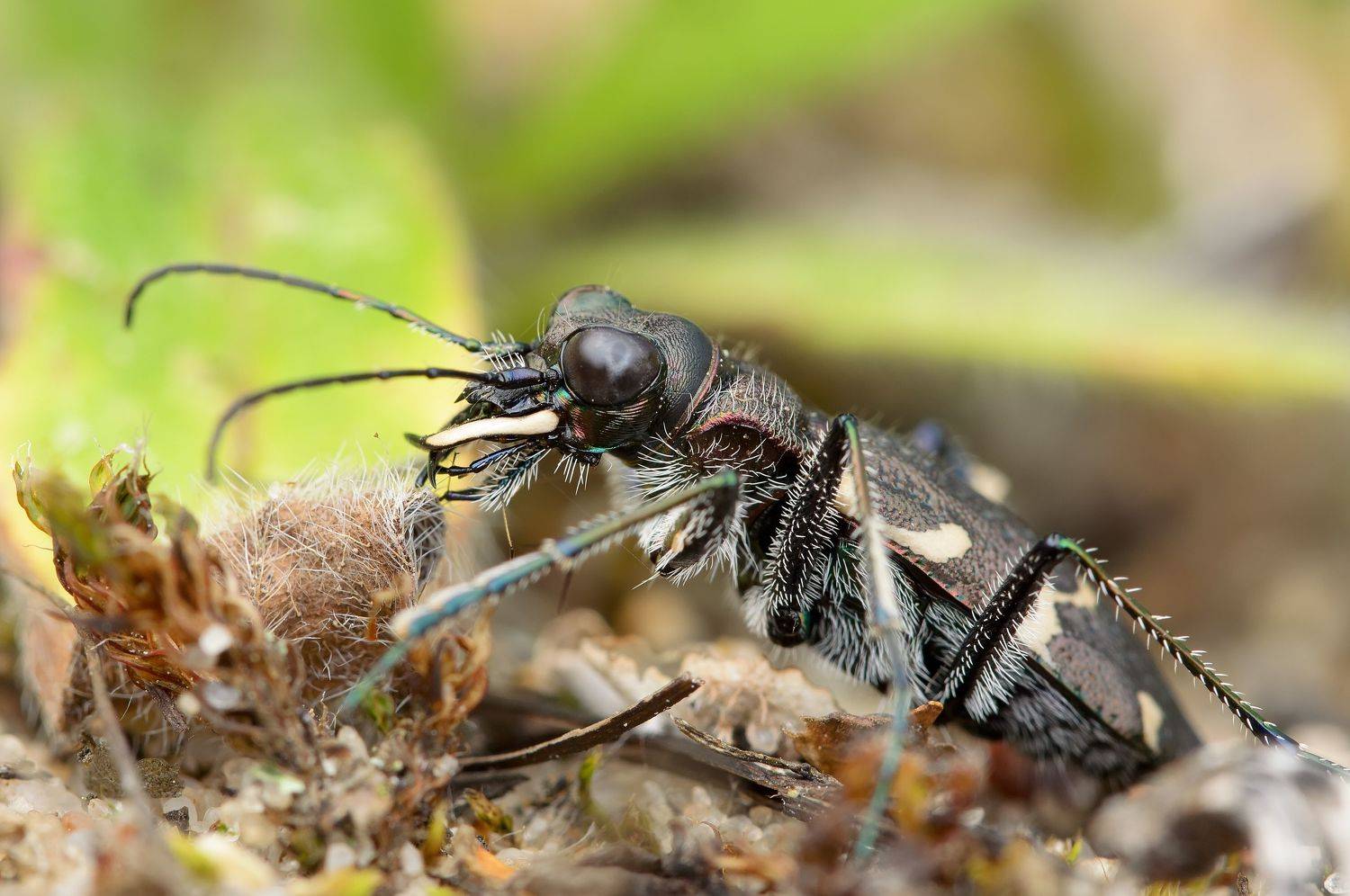 скакун лесной, cicindela sylvatica, скакуны, cicindelinae, жужелицы, carabidae, жук, Павел Черенков