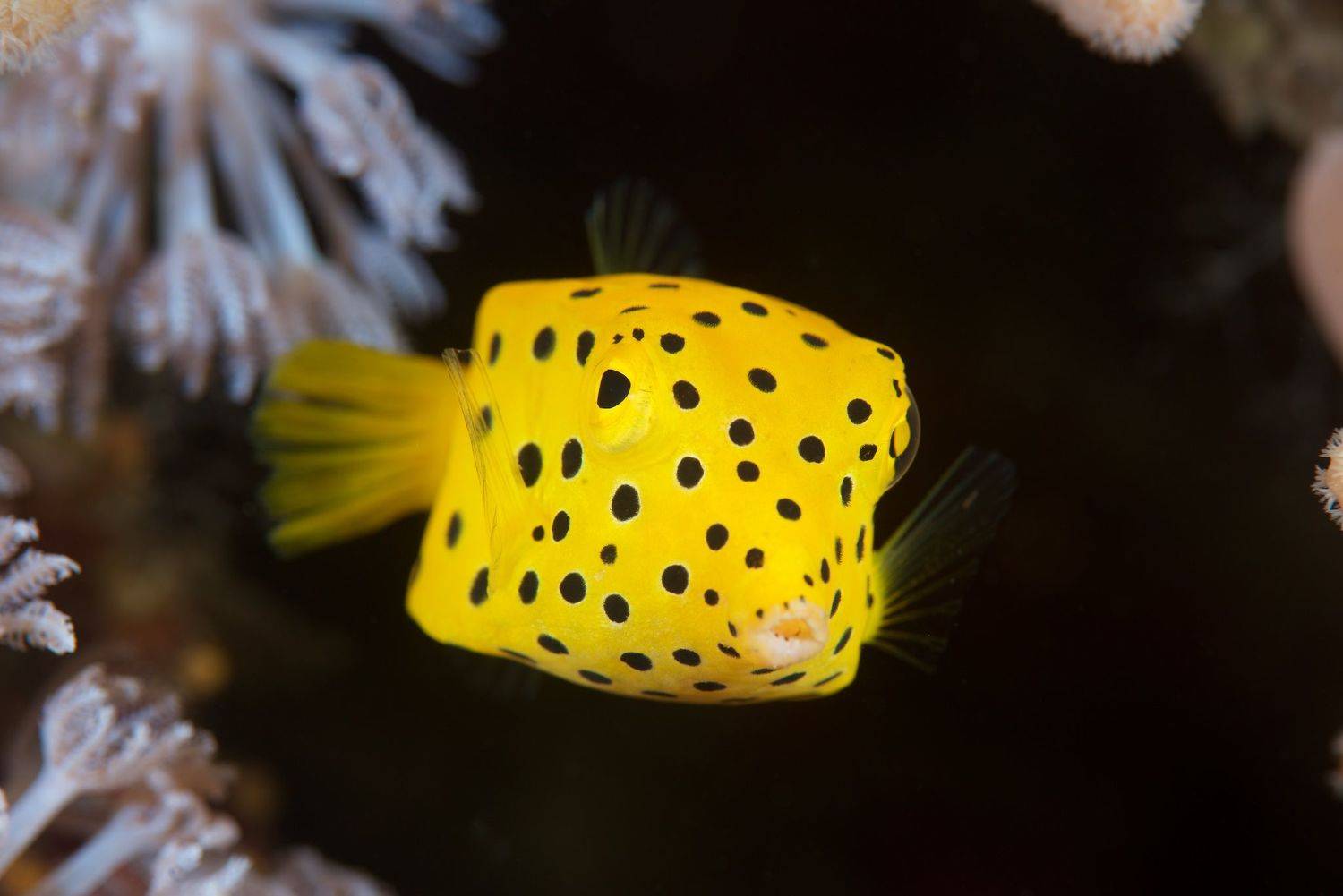 Автор: Dmitry Chikishev , Dmitry Chikishev