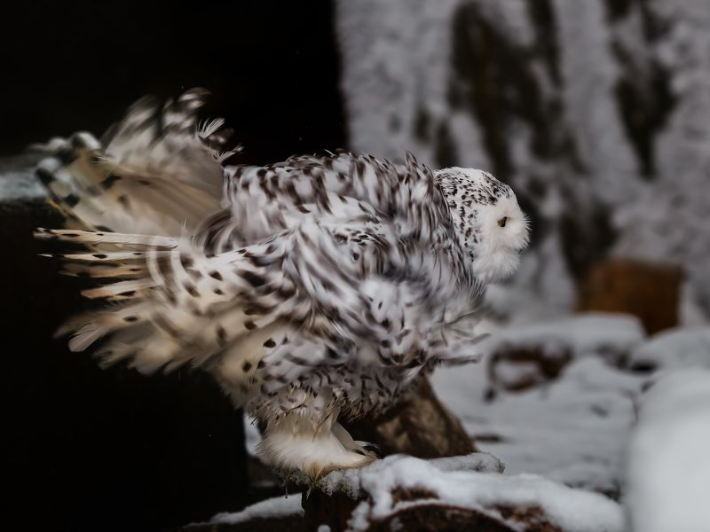 Совы, совы, совы...photo preview