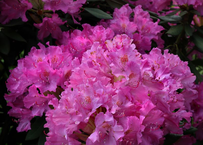 rhododendron цветы Phododendron ungernii фото превью