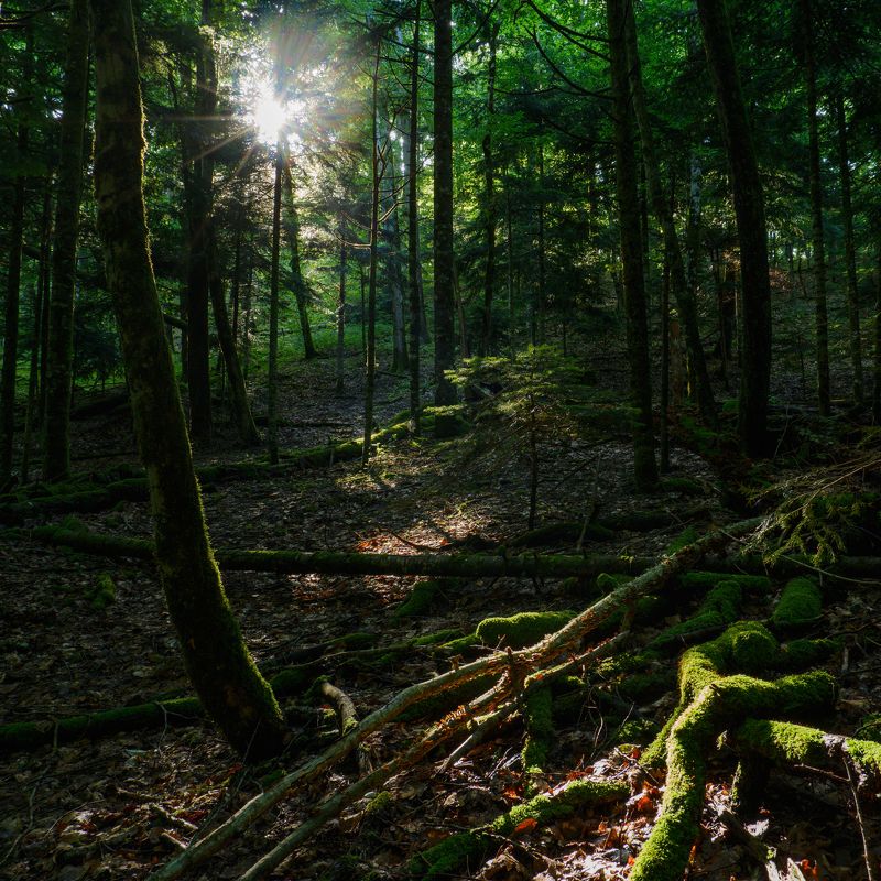 пейзаж, лес Лесное сияниеphoto preview