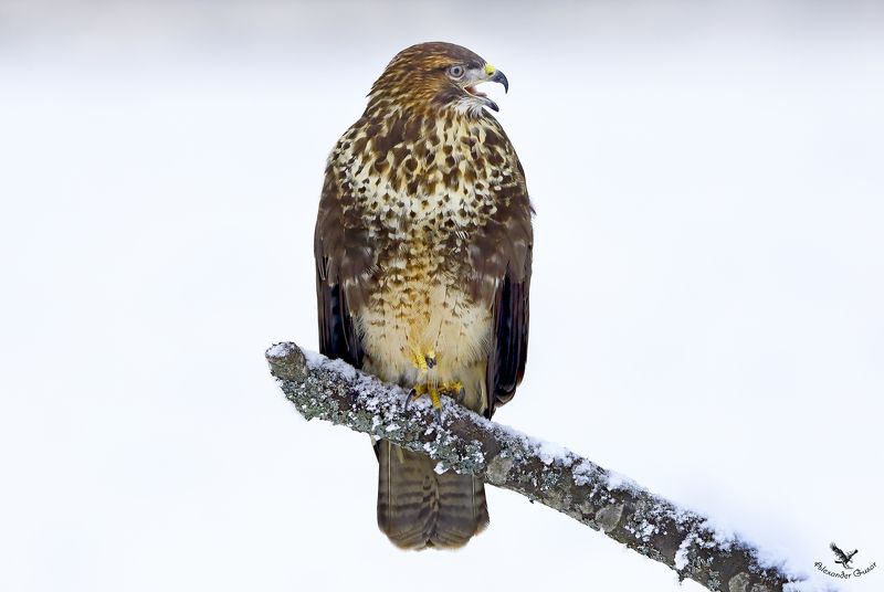 канюк. На белом . фото превью