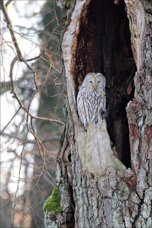 Длиннохвостая неясыть Длиннохвостая неясыть фото превью
