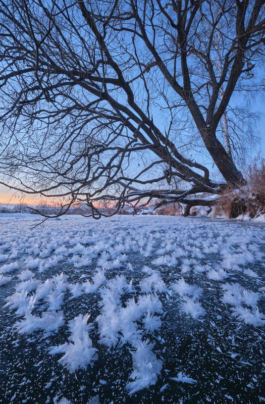 зима,река,лёд,подмосковье,кристаллы,мороз,пейзаж,дерево Морозные цветы на реке фото превью