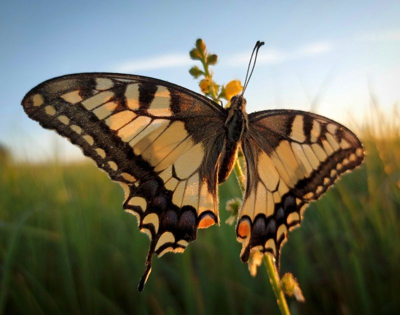 лето, рассвет, бабочка, луг, роса Махаонphoto preview
