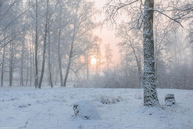 природа, зима, пейзаж, лес Жемчужные сети тумана окутали сказочный лес...photo preview