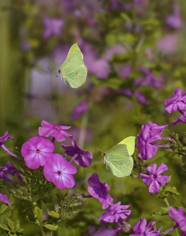бабочки, флоксы, макро, macro Полёты среди флоксовphoto preview