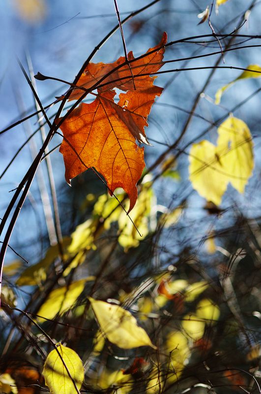 autumn, color, colors, color image, nature, leaf, leaves, outdoor, photograph, photography, Leavesphoto preview