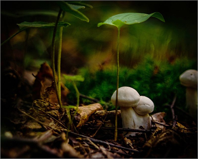 природа,грибы Про грибыphoto preview