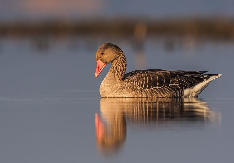 Gęgawa (Anser anser)photo preview