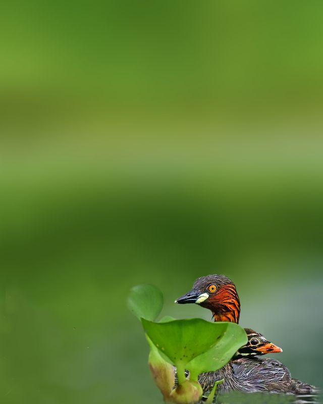 wildlife,bird,birds,nature,animal,grebe The little grebephoto preview
