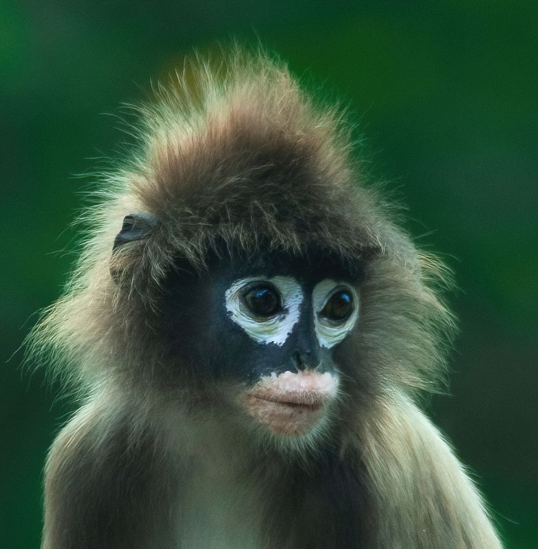 #primates #langur #wildlife #portrait #indianwildlite #endangered Lost in thoughtphoto preview