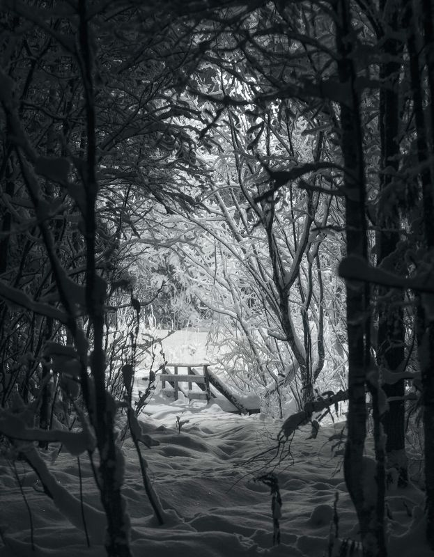 Из темной чащи.photo preview