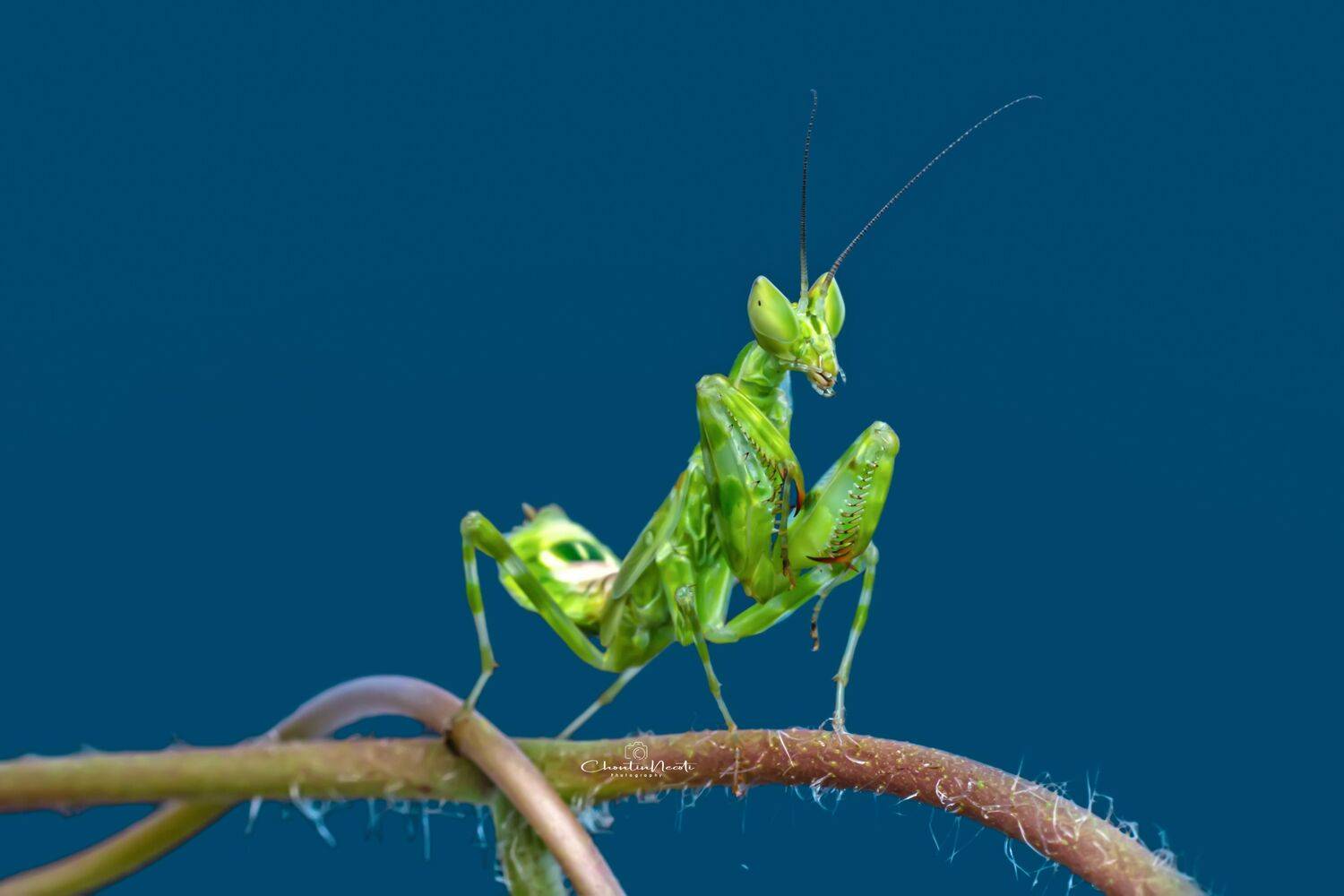 mantis, small, insect, animal, nature, natural, pray, green, garden, eat, knight, NeCoTi ChonTin