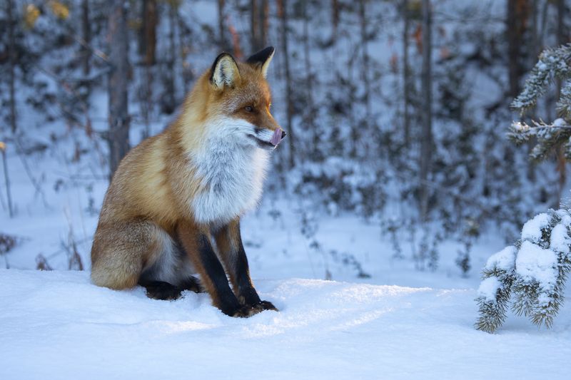 лиса, хищники, животные, тайга, сибирь Таежный лис фото превью