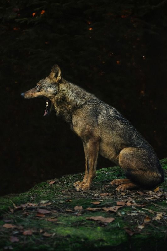 Iberian wolfphoto preview