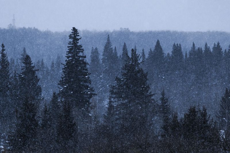 Елочки в снегопадphoto preview