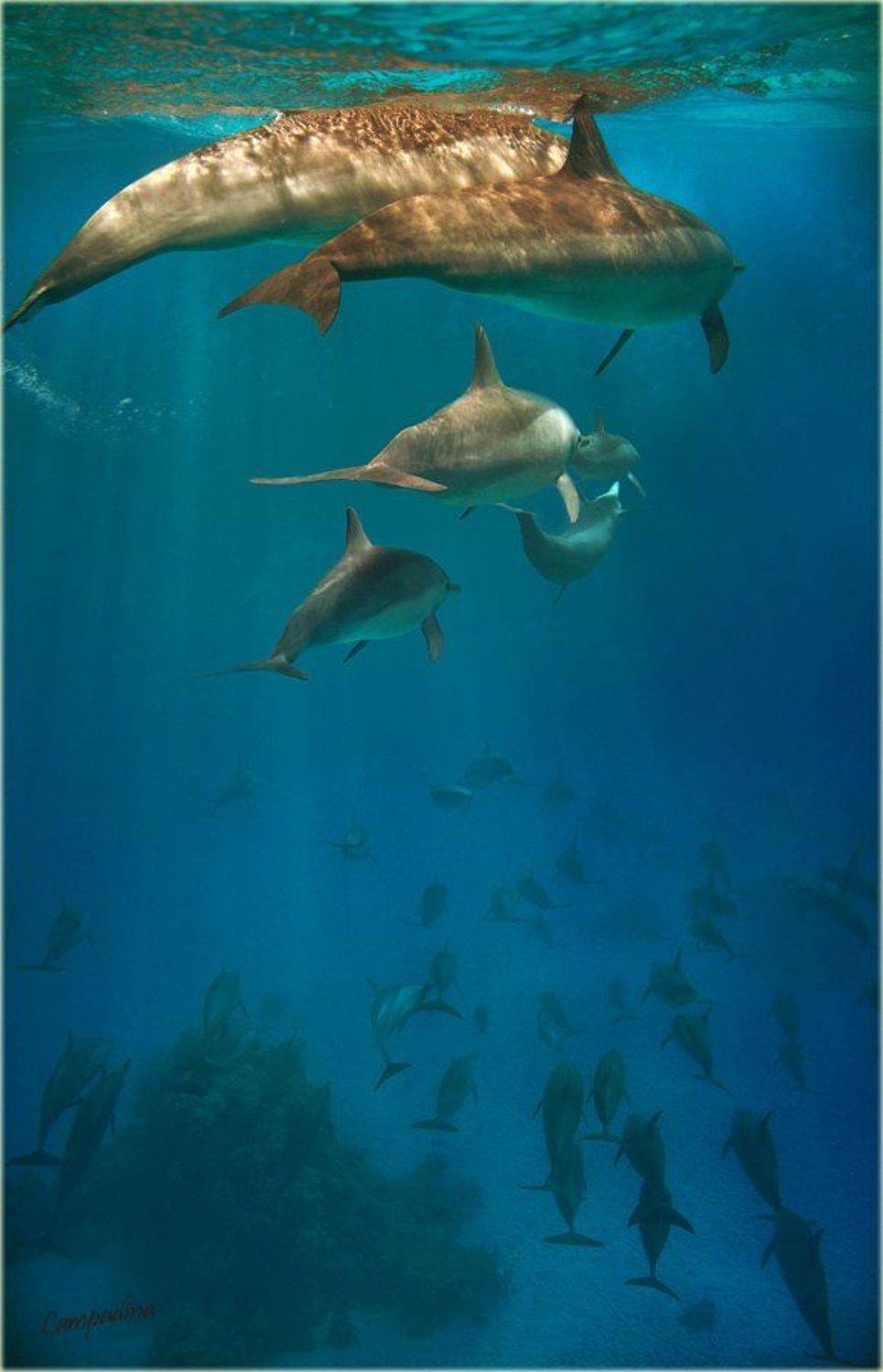 красное море , египет, дельфины, Lampadina (Svetlana Maximova)