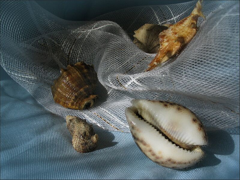 волна, море, ракушка волнаphoto preview