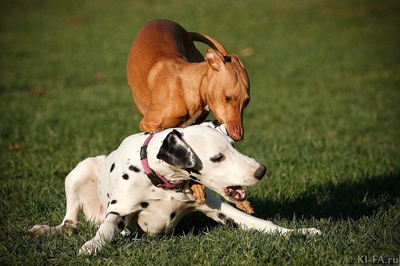 Ай! ухи-ухи!photo preview