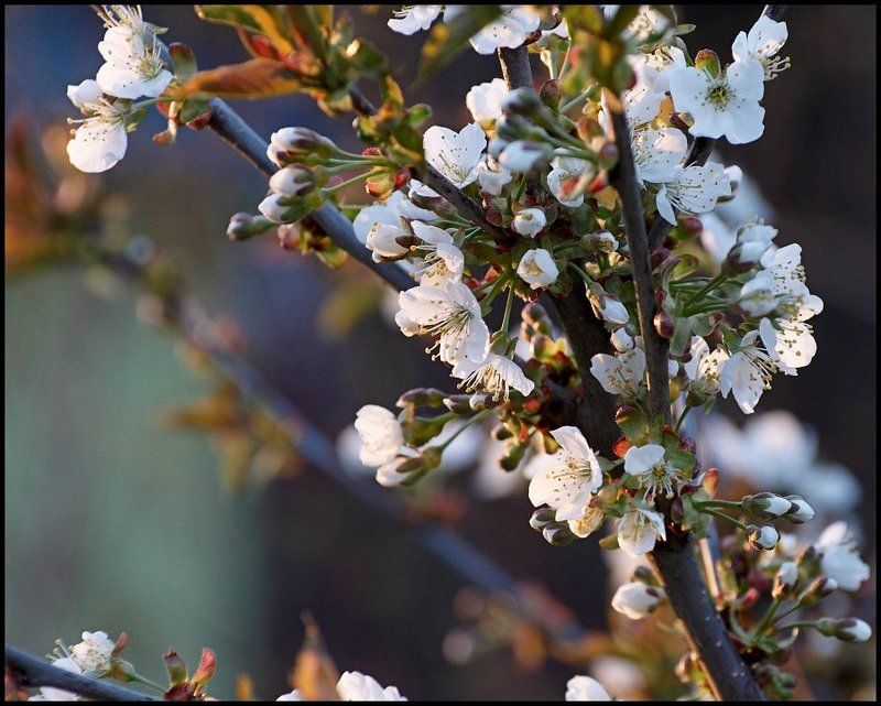 Весенний закат фото превью