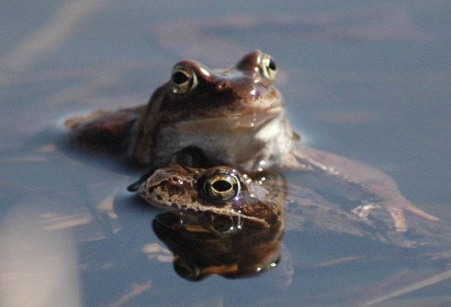 Майская любовь. Автор: Юлия Чекмарева , Юлия Чекмарева