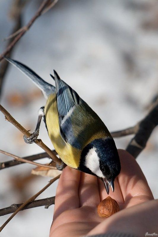 синица, птицы На десертphoto preview