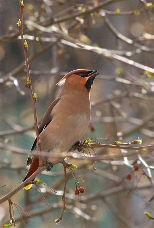 свиристель, птицы Пора на Север!photo preview
