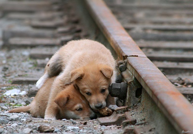собаки, щенки, грусть Грустьphoto preview
