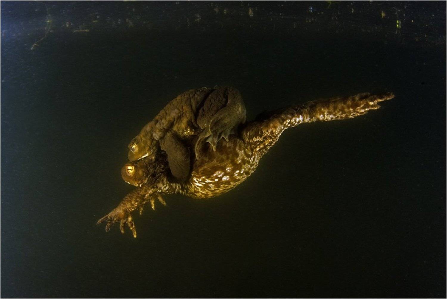 жабы, Сергей Шанин