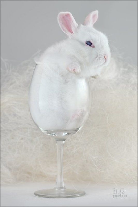 кроликбуковка, нежное чудовище Кролик Буковкаphoto preview