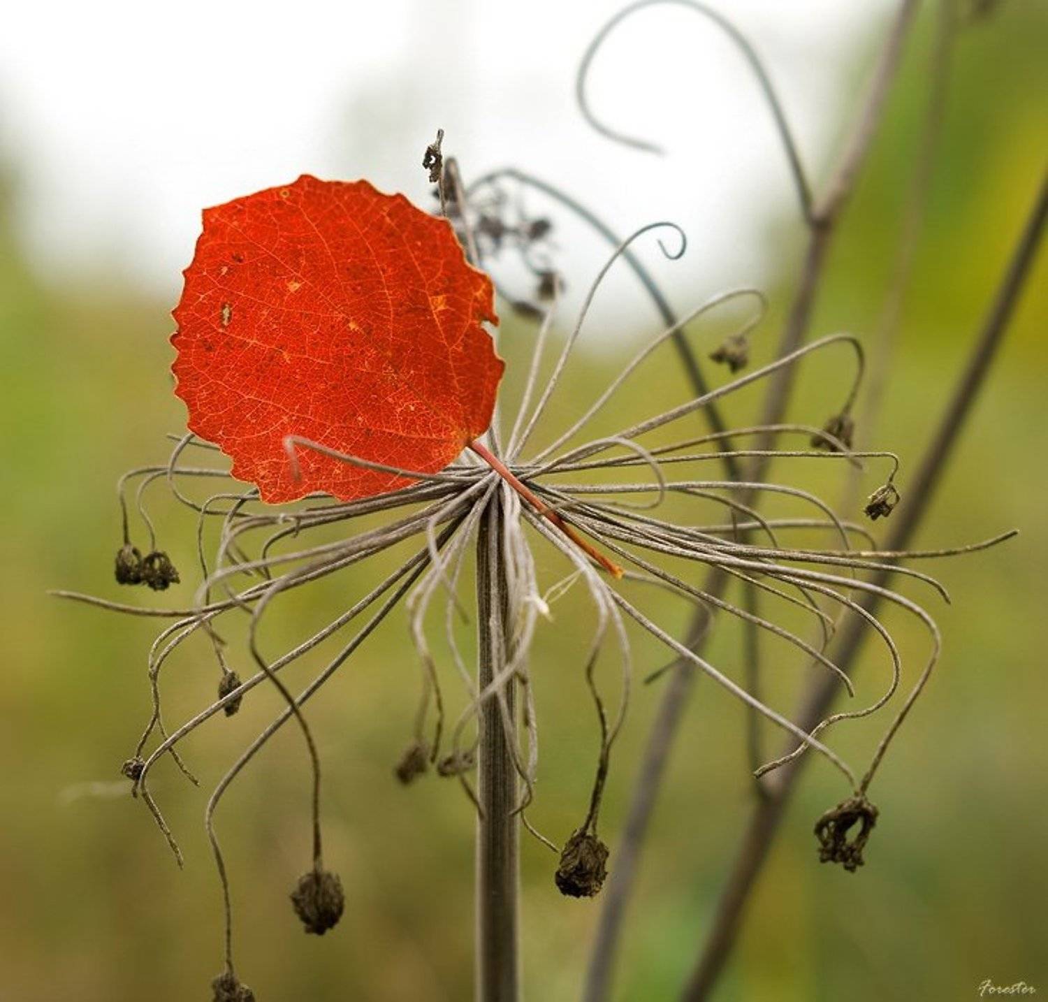 струны, природа, Алексей Баяндин