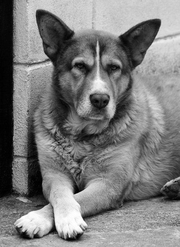 Sobachkin portretphoto preview